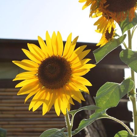 פלומינימאג'ורה Il Girasole Alloggio מראה חיצוני תמונה