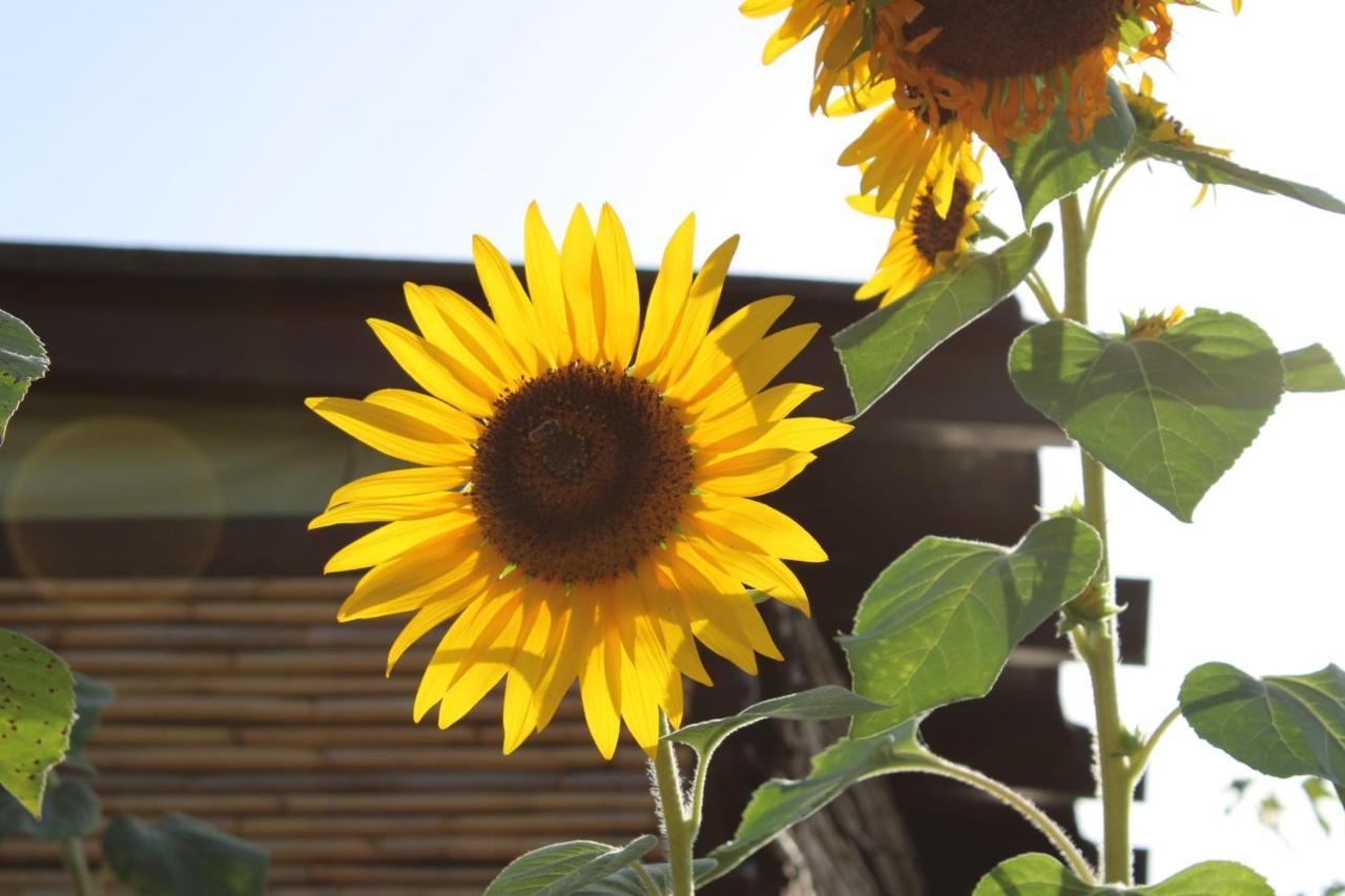פלומינימאג'ורה Il Girasole Alloggio מראה חיצוני תמונה